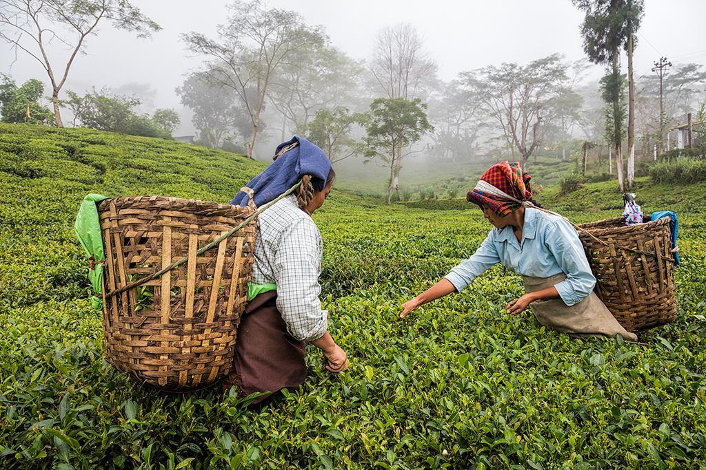 منزل الضيف دارجيلنغ  في Ging Tea House المظهر الخارجي الصورة